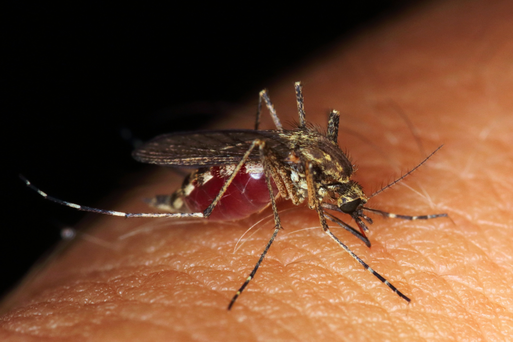 Malaria Project